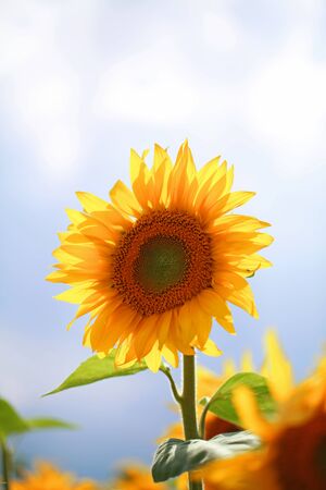 one big sunflowerの写真素材