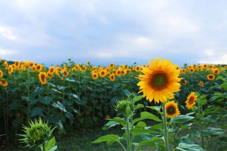 sunflowers field on blue skyの写真素材