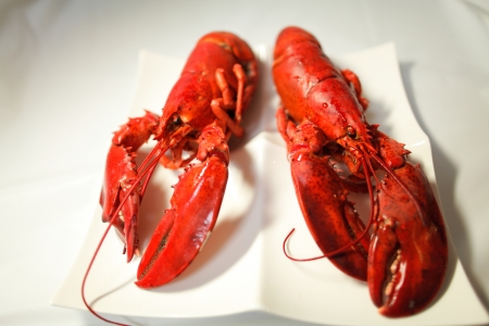 lobsterの写真素材