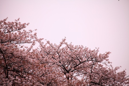 cherry blossomsの写真素材