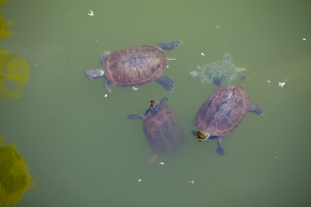  turtlesの写真素材