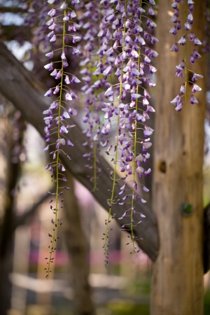 wisteriaの写真素材