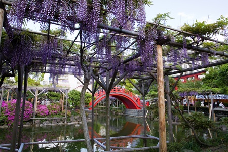 wisteriaのeditorial素材