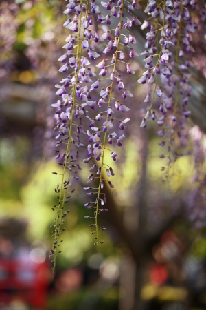 wisteriaの写真素材