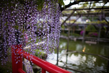 wisteriaの写真素材