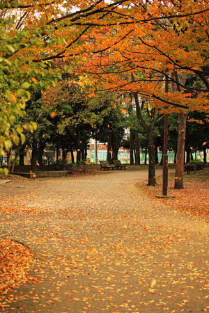 autumn fallの写真素材