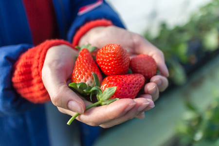 Fresh strawberries in girl\'s hand with strawberry field as back grandの写真素材