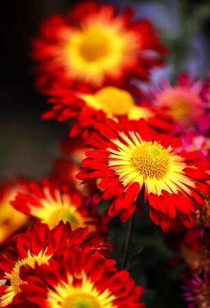 closeup view of chrysanthemumの写真素材