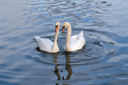 Two Mute Swans (cygnus olor) as a harmoniously united pair in evening soft lightの写真素材