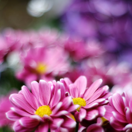 Yellow-red chrysanthemums (chrysanthemum) photographed in impressionistic blur and with pronounced bokehの写真素材