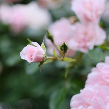Focused pink rose (rosa luciae) in front with shallow depth of field in front of green-pink bokehの写真素材