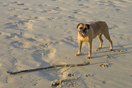 Boxer dog at the beach. Horizontal shot.の写真素材