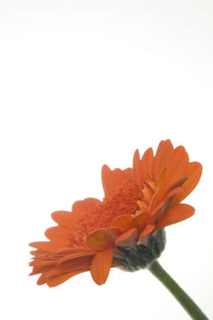 Orange flower isolated on a white background.の写真素材