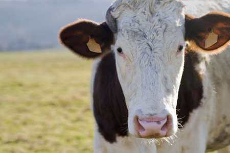 Close up shot of a beautiful cow.の写真素材