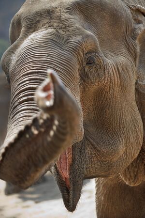 Funny close-up shot of an adult elephant head. It looks like saying something ! Vertical.の写真素材