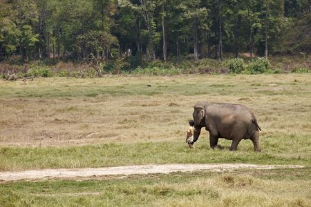 Young man walking next to his elephant in the country. Thailand.Horizontal shot.の写真素材
