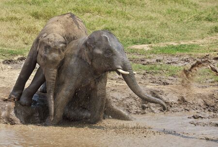 Couple of young elephants playing in muddy water. Horizontal shot.の写真素材
