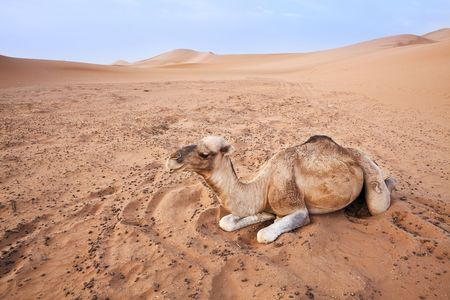 Camel in the Sahara desert in Morocco. Horizontal shot.の写真素材