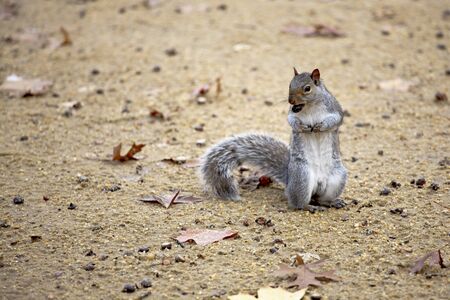 Really cute squirrel eating a nut in Central Park. NY.の写真素材