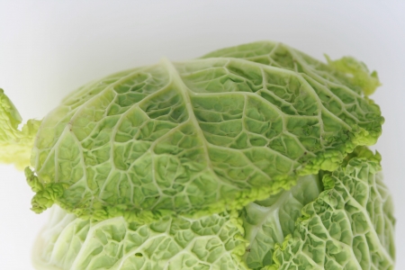 cabbageの写真素材