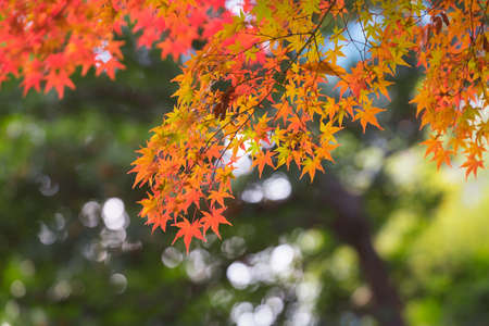 Autumn and erables of Japanの写真素材