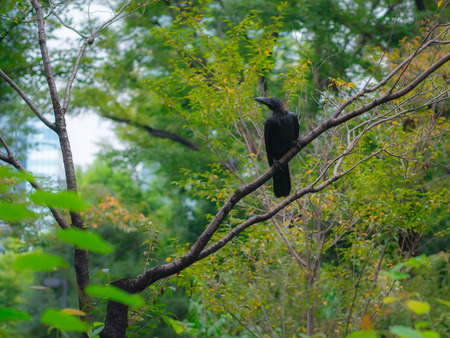 Raven Bird is perched on a tree.の写真素材
