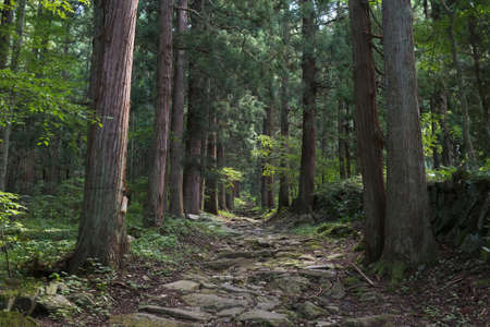 Entrance path of a Forest in the mountain.の写真素材