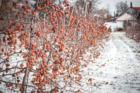 Red apples on the branches of a tree in the winter in the snow for making ice wine in Quebec, Canada.の写真素材