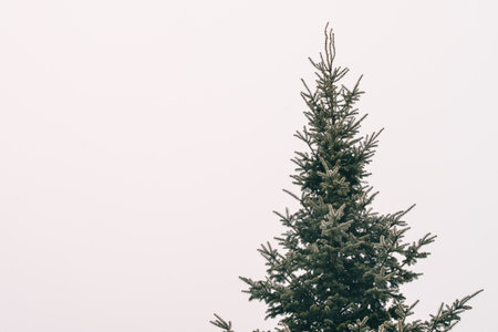 Top of fir tree in the fog in winter time