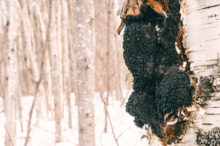 A natural chaga mushroom on birch tree in the forest during winter.