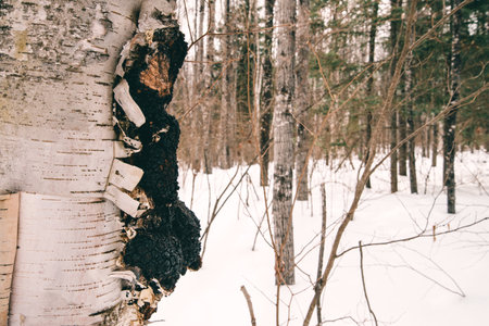 Side view of natural Chaga mushroom on birch bark in the forest in winter.の写真素材