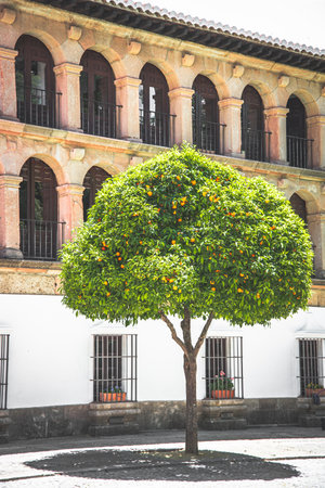Malaga, Spain - May 23 2019: Citrus tree in the street of a city in Spainのeditorial素材