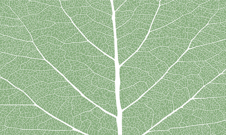 Leaf with ribs, close upのイラスト素材