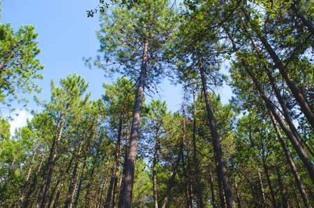 Variety of pine trees, Pinus pinaster
