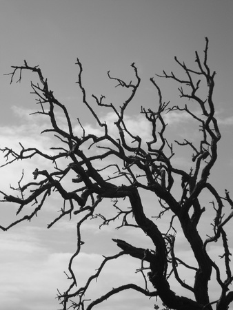 Old Tree in Stellenbosch