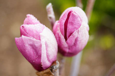 Pink magnolia blossom covered in dew.