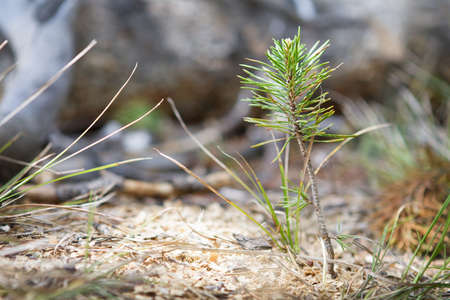 Young sapling in pine needles striving to grow.の写真素材