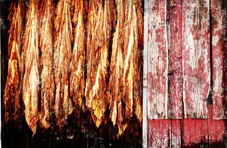 A grunge illustration of tobacco hanging from barn rafters to dry.の写真素材