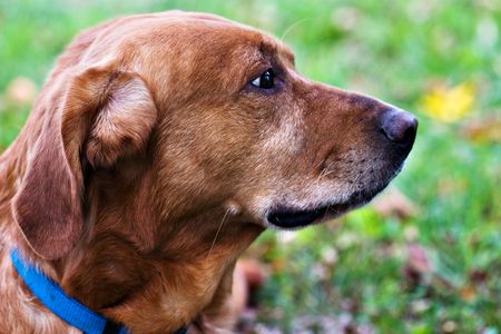 Portrait of a Labrador Retriever/Golden Retriever mix resting outdoors. 
