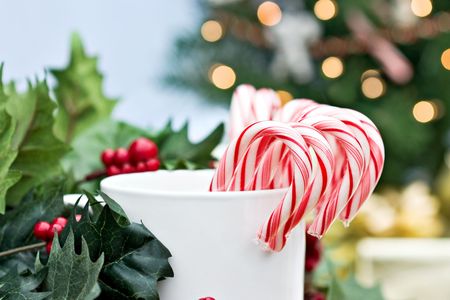 Candy canes surrounded by holly branches with christmas tree and gifts in background. の写真素材