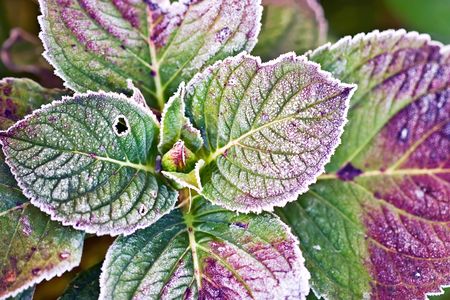 Hydrangea leaves covered in first frost of the year