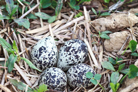 Killdeer eggs that were laid in an unplowed field. Extreme shallow DOF with selective focus on center of eggs.の写真素材