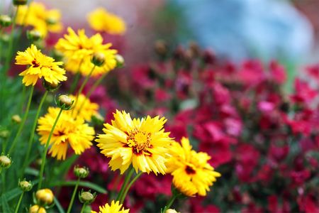 Beautiful Coreopsis (Tickseed) against red dianthus. Selective focus on large coreopsis flower.の写真素材