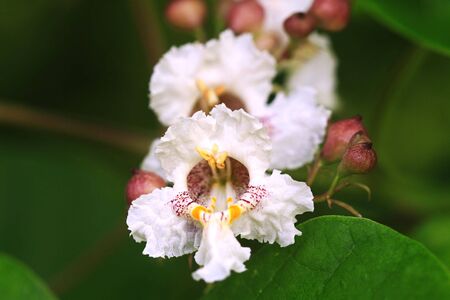Blossoms of the Catalpha Tree. Extreme shallow DOF.の写真素材