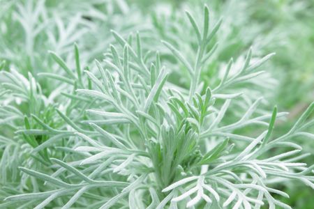 Macro of soft feathery Silver Mound.の写真素材