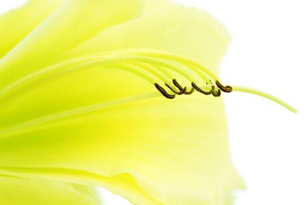 Graceful abstract of the interior of a yellow daylily flower isolated on white.の写真素材