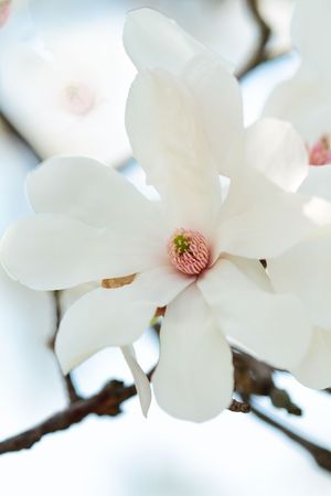 Close up of a Magnolia blossom with shallow dof.の写真素材