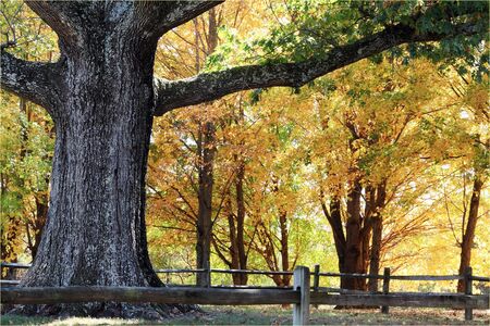 Trunk and branches of a very large oak tree surrounded by beautiful autumn colors.の写真素材