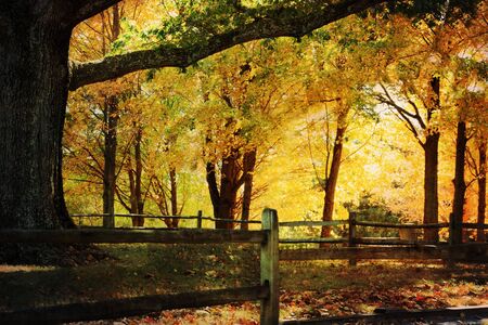 a large oak tree surrounded by beautiful autumn colors.