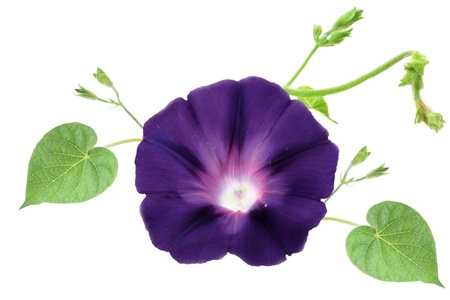 Isolated Morning GLory with vines and leaves on a white background.